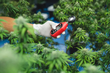 An Overview of North America’s legal marijuana industry
