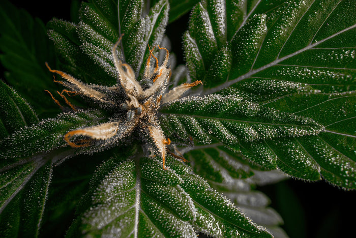 Close-up of a cannabis plant bud with green leaves