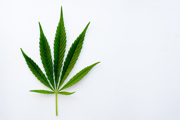 Green cannabis fan leaf on a white background 